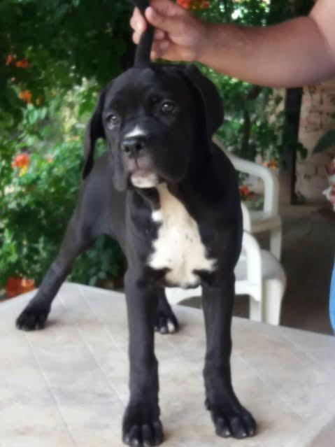 Cane-Corso---RASPRODAJA