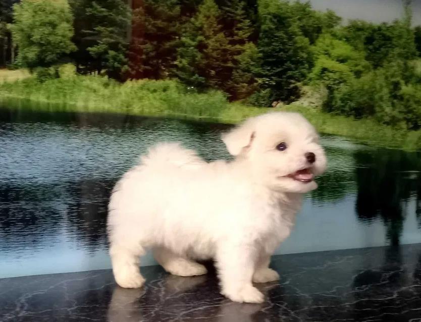 Maltezer-i-coton-de-tulear-štenci-na-prodaju
