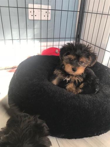 Yorkshire Terrier štenci