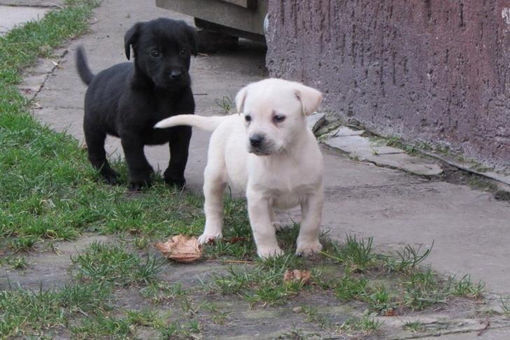 Stenad-labrador-retrivera