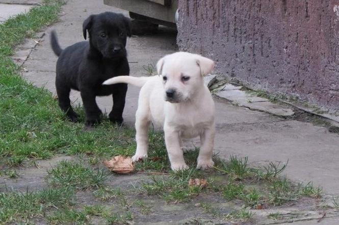 Stenad labrador retrivera