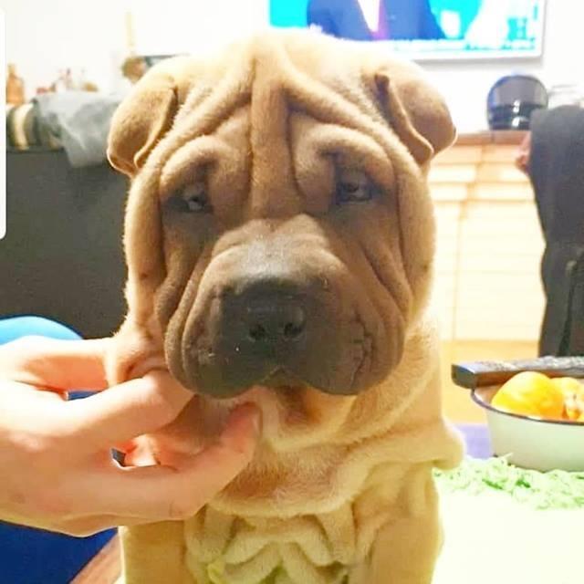 Shar-Pei-