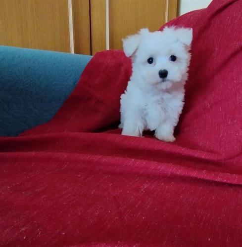 Maltezer 