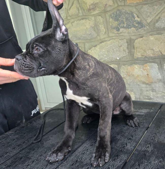 Cane-Corso-štenci