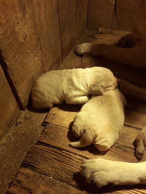 Labrador-retriver--prelepi-štenci