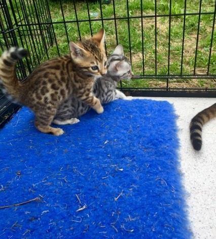 bengalski