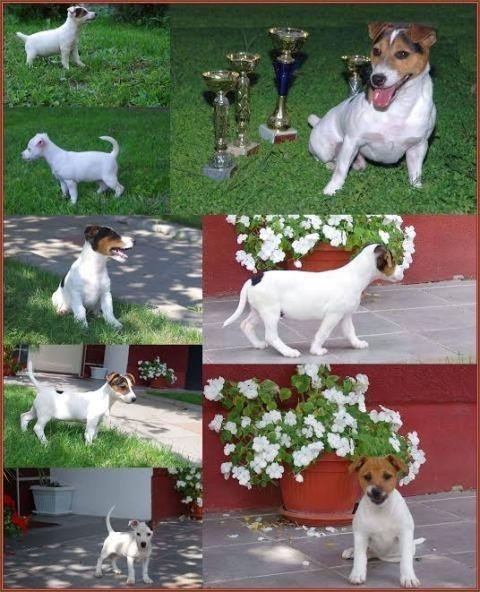Jack-russell-terrier-