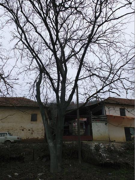 Orahova-stabla