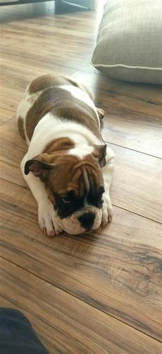 Engleski buldog