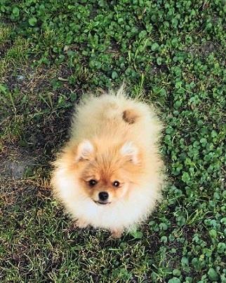 Pomeranski-špic