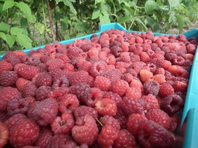 Sadnice maline vilamet