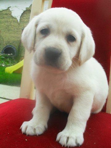 Labrador retriver - kvalitetna stenad