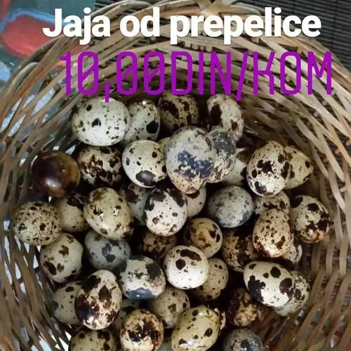 Jaja japanske prepelice 
