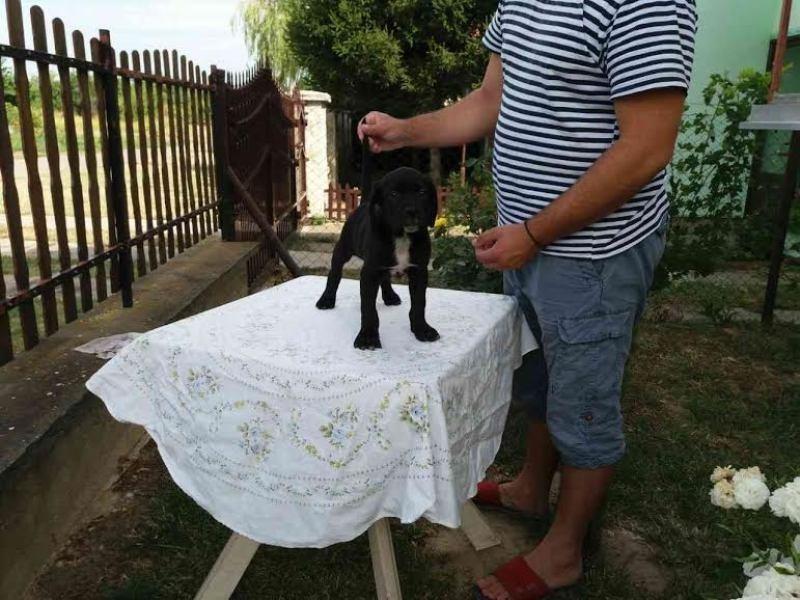 CANE-CORSO-