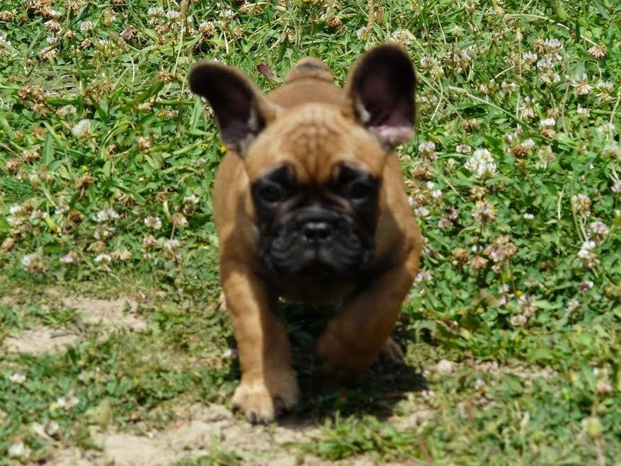 Francuski-buldog---štene