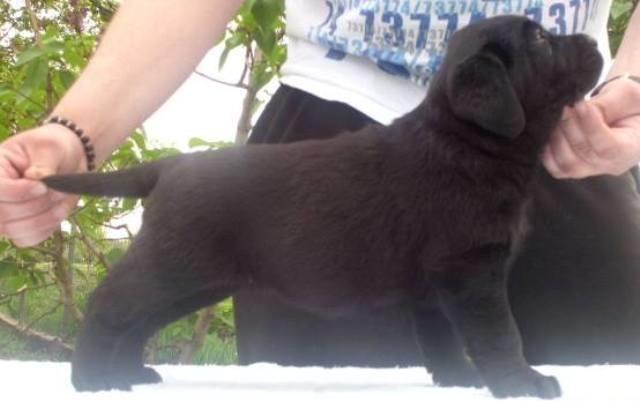 LABRADOR-RETRIVER-