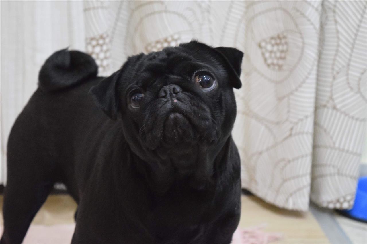 Mops-štenci-na-prodaju