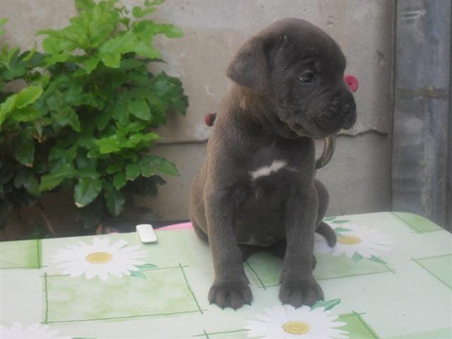 Cane-Corso--prvobirano-zensko-stene-vrhunsko