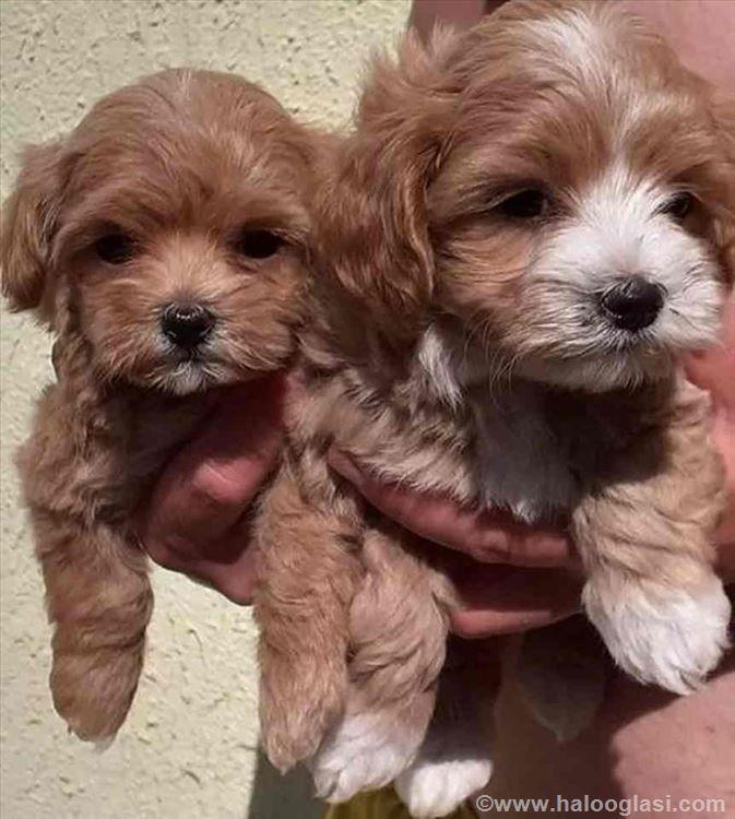 Mini-Maltipoo-štenci