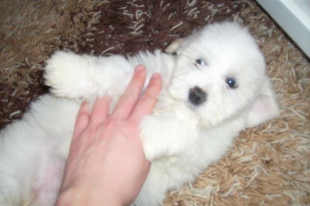 COTON-DE-TULEAR-STENCI