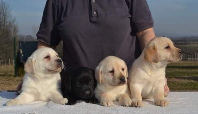Stenci-LABRADOR-RETRIVERA