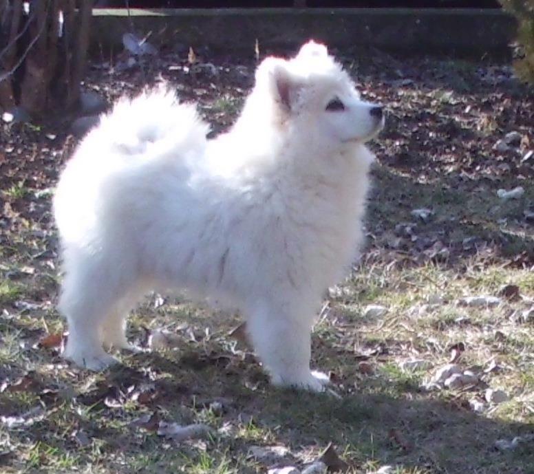 Samojed-zenka