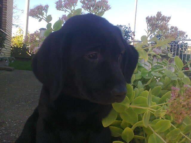 Labrador-retriver-prelepi-stenci---
