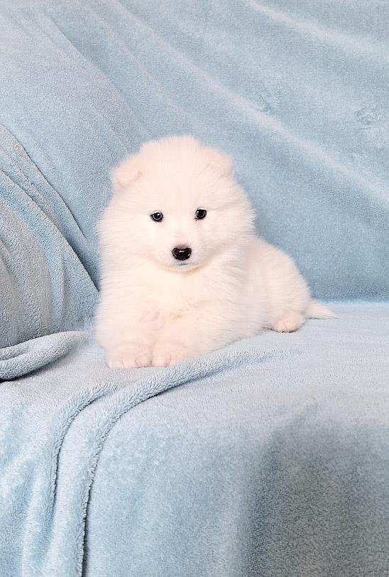 Samojed