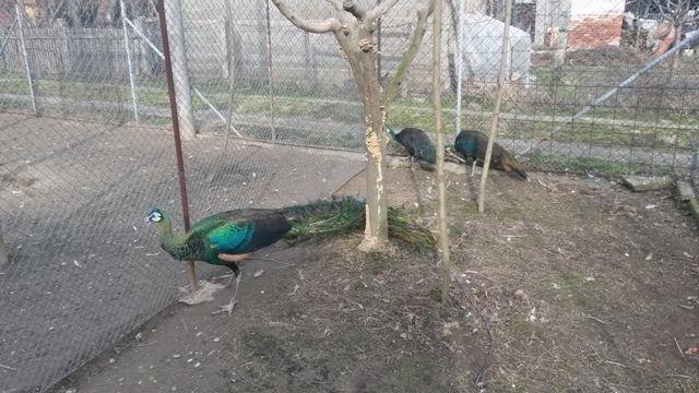 Paunova-