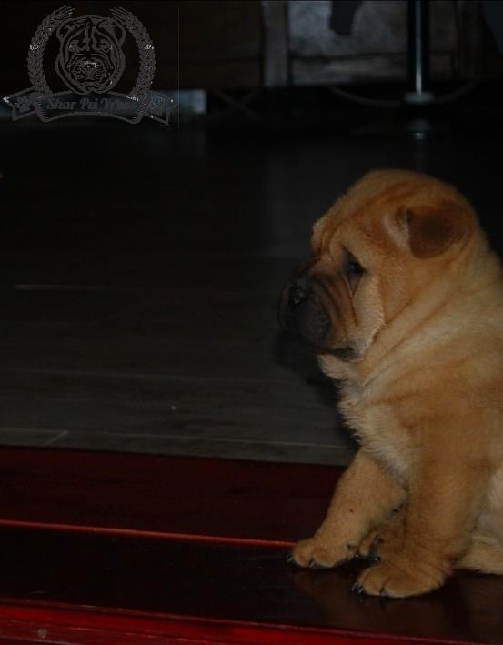 Shar-Pei-Muzjak--