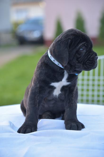 Stenci-CANE-CORSO