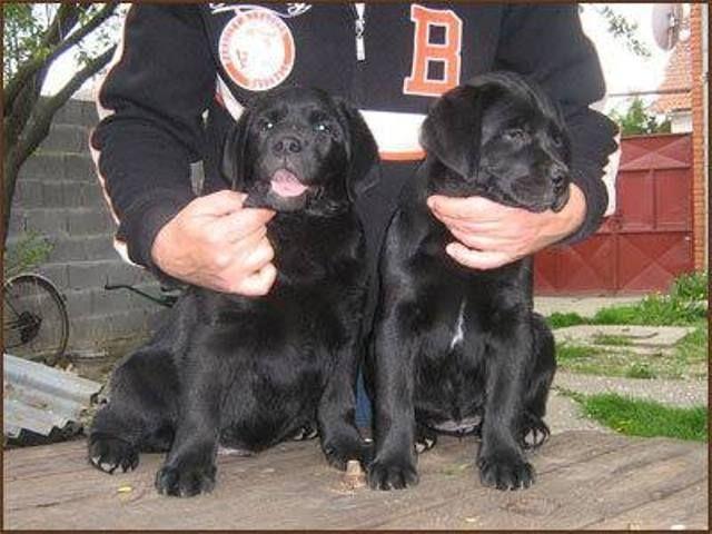 Labrador-retriver-kvalitetna-stenad