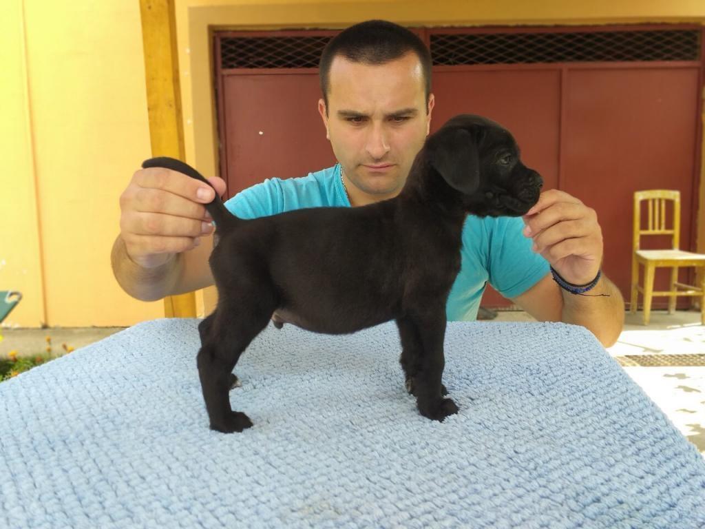 Cane-corso-stenci