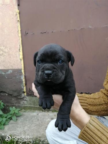 Cane corso štenci 