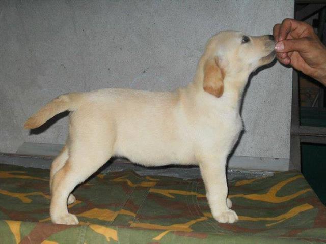 Labrador-retriver-stenad-Paracin