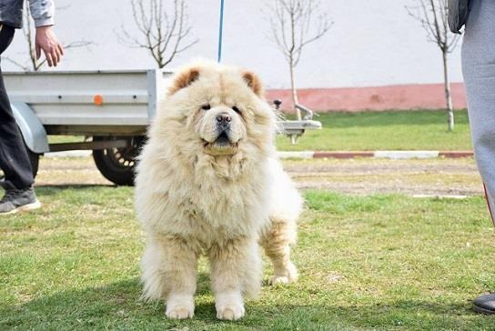 Chow-chow-cau-cau-stenad