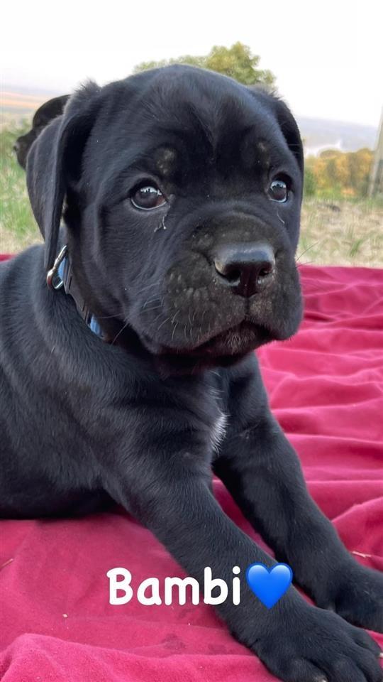Stenci-Cane-Corso-na-prodaju