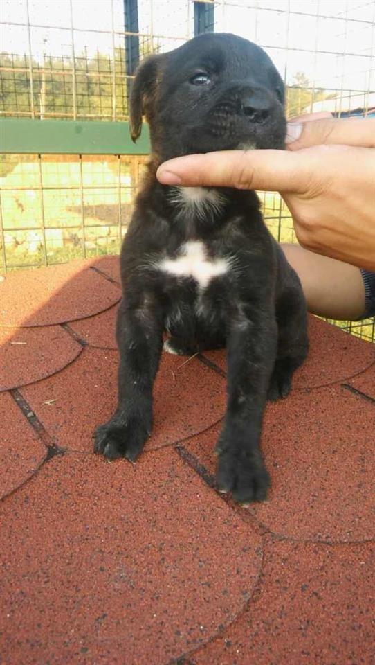 Stenci-Cane-Corso-