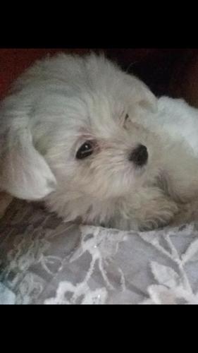 Maltezer zenka