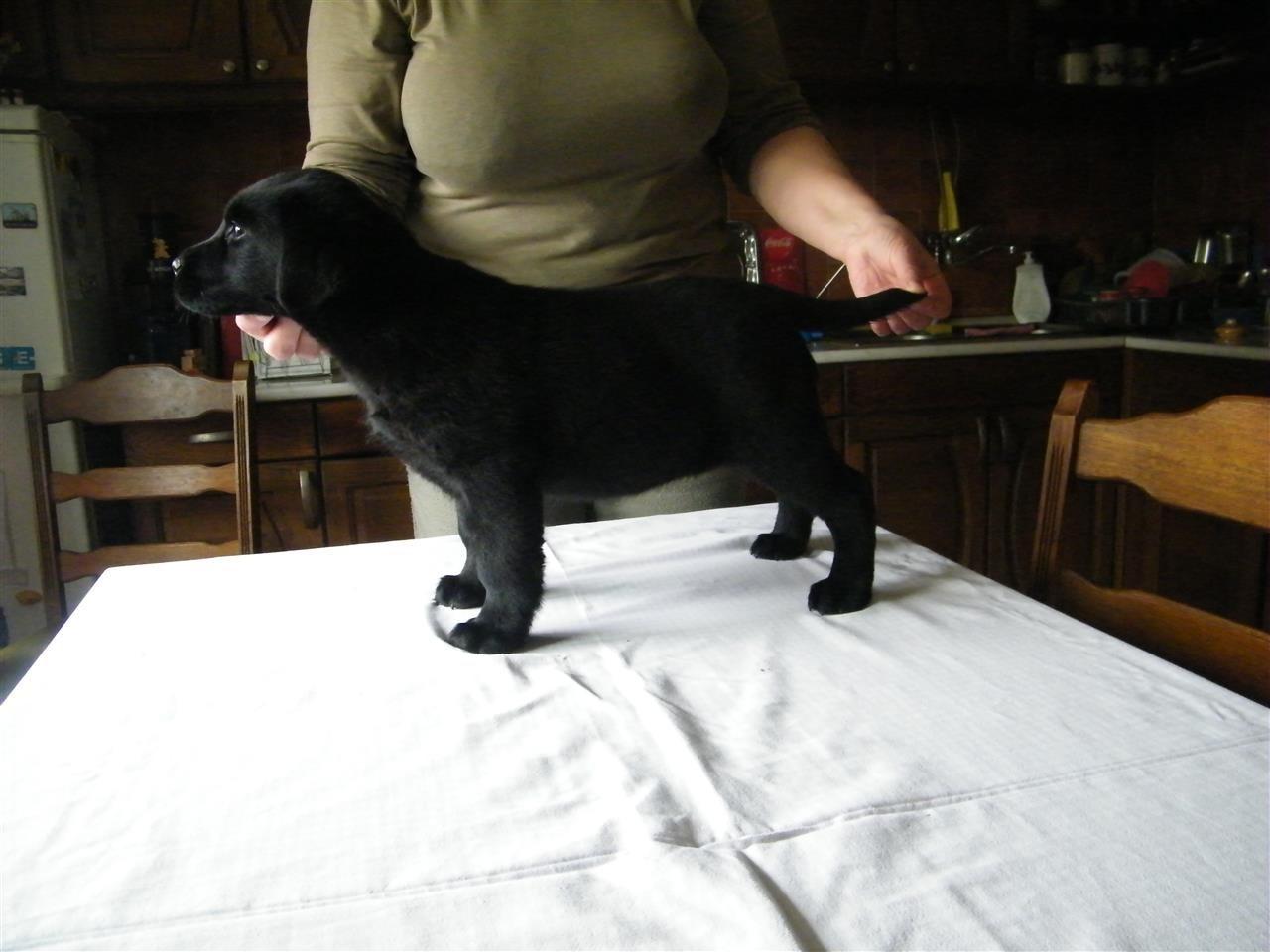 Stenci-labrador-retrivera