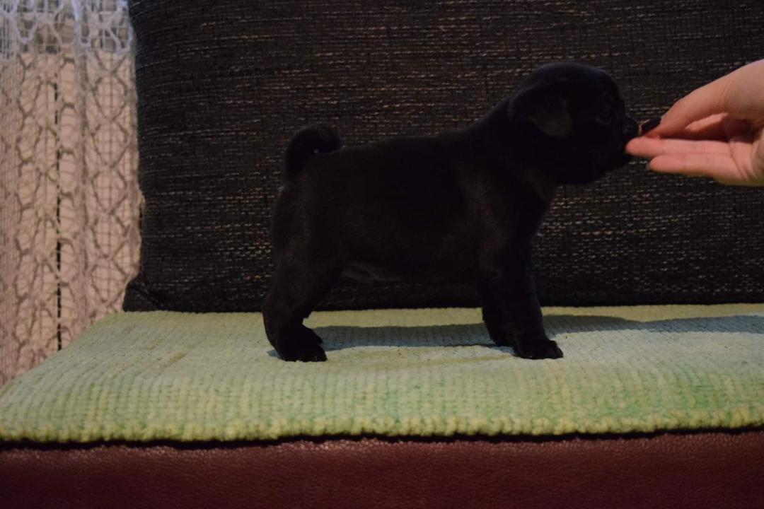 Mops-štenci