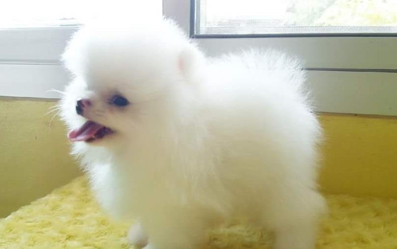 Pomeranski-spic