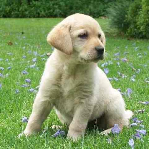 Labrador-retriver-stenci
