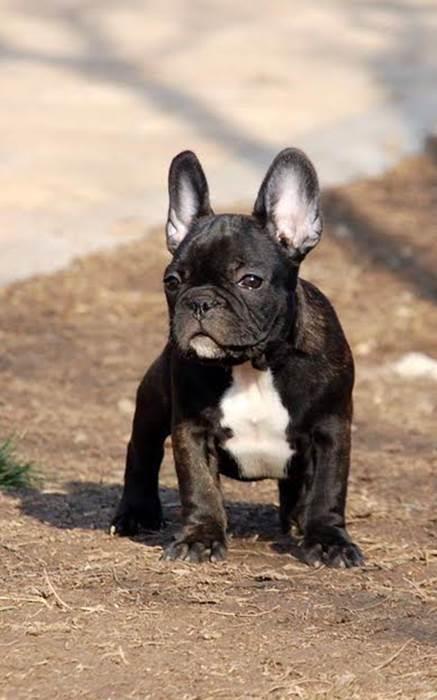 Francuski-buldog-Od-Kuce-Don