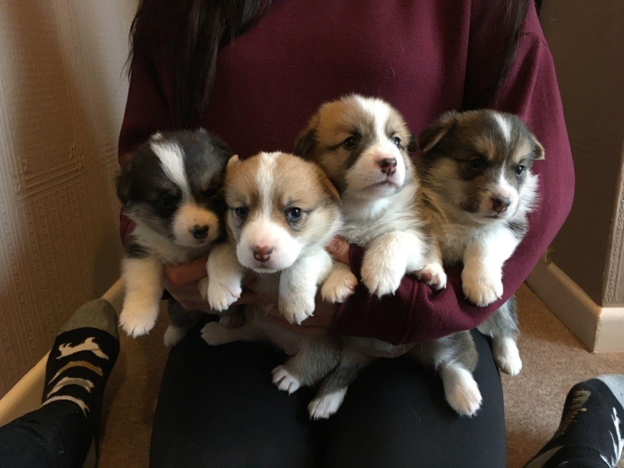 Štene-štenci-Welsh-Pembrokeshire-Corgi