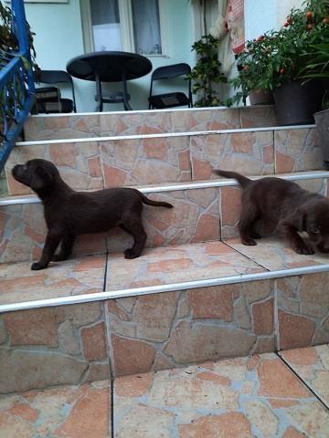 Labrador-stenci