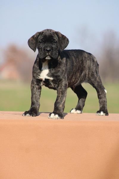Cane-corso-štenci