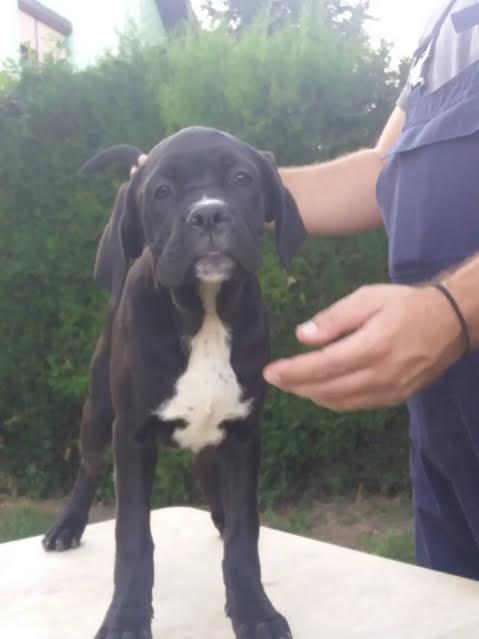 Cane-corso-stenci
