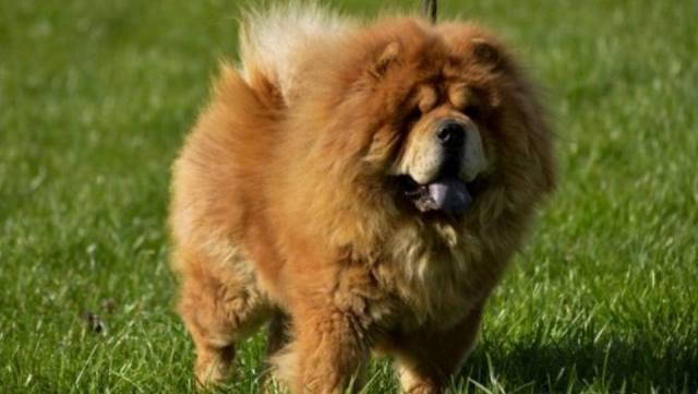 Chow-Chow--crni-stenci
