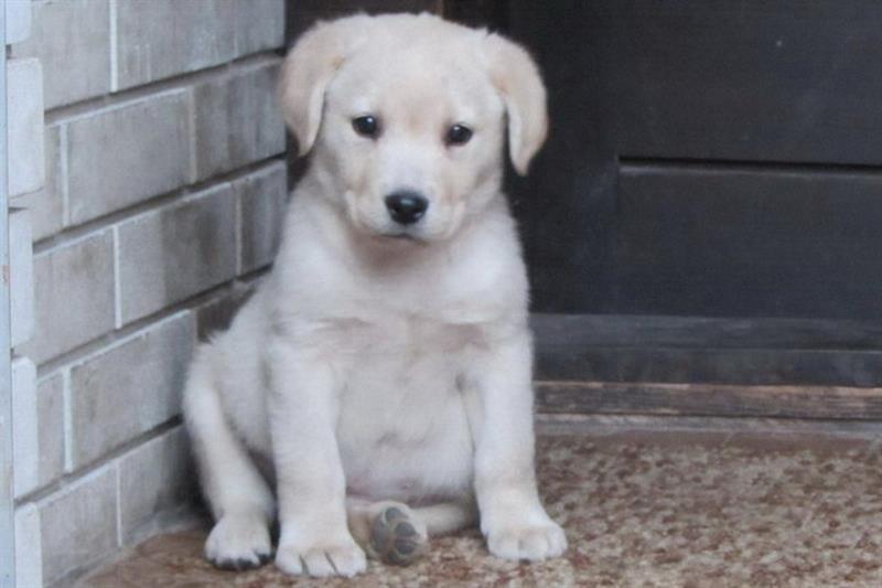 labrador-retriver-stenad